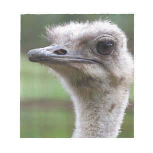 ostrich in the farm notepad