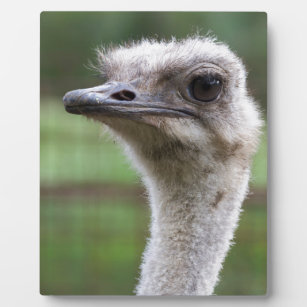 ostrich in the farm plaque