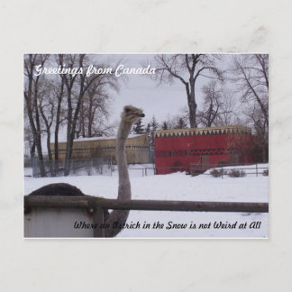 Ostrich in the Snow Postcard