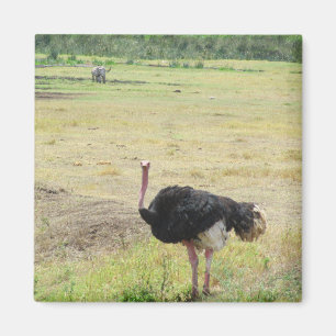 ostrich magnet