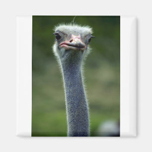 Ostrich Magnet