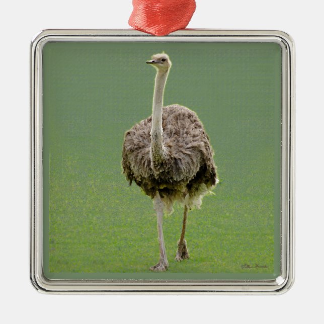 Ostrich Metal Ornament (Front)