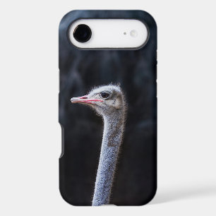 Ostrich Photography