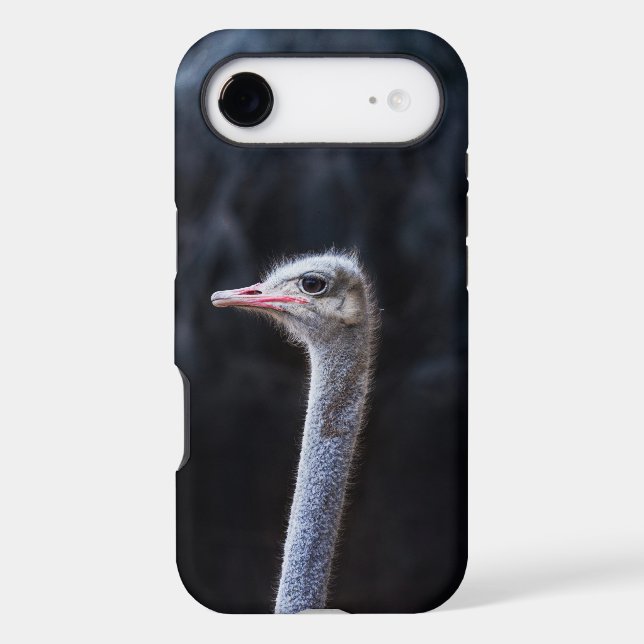 Ostrich Photography (Back)