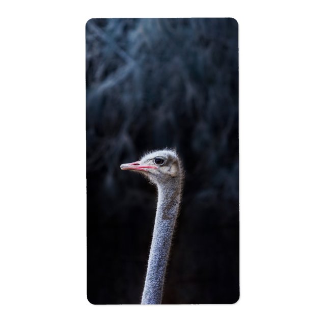 Ostrich Photography (Front)