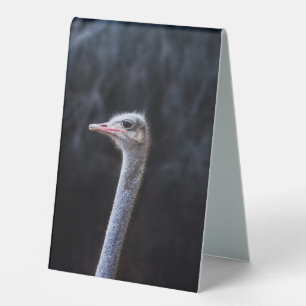 Ostrich Photography