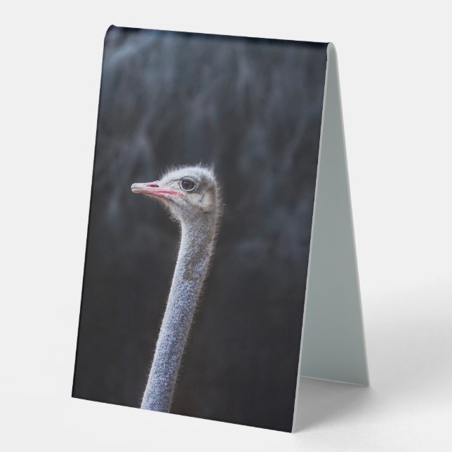 Ostrich Photography (Front)