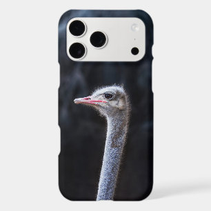 Ostrich Photography