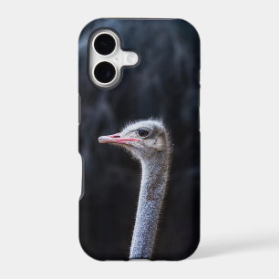 Ostrich Photography