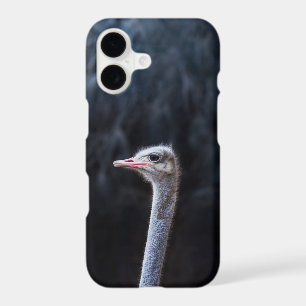 Ostrich Photography