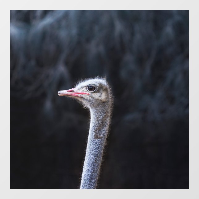 Ostrich Photography (Sheet)