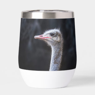 Ostrich Photography