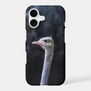 Ostrich Photography