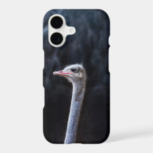 Ostrich Photography