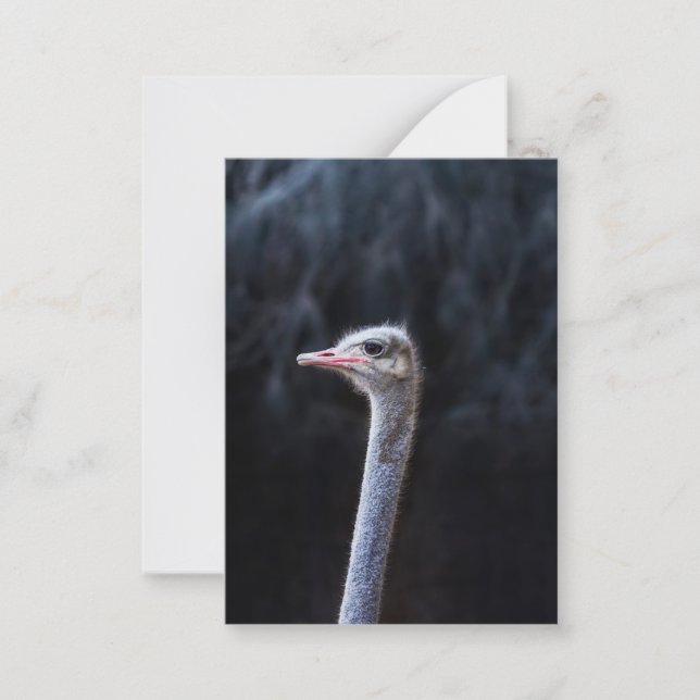 Ostrich Photography Card (Front)