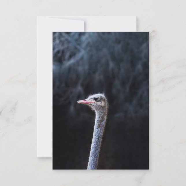 Ostrich Photography Card (Front)