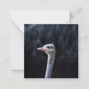 Ostrich Photography Card
