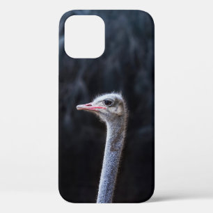 Ostrich Photography iPhone 12 Case