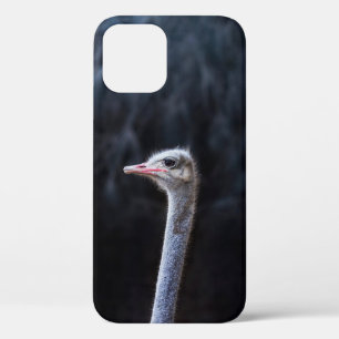 Ostrich Photography iPhone 12 Case