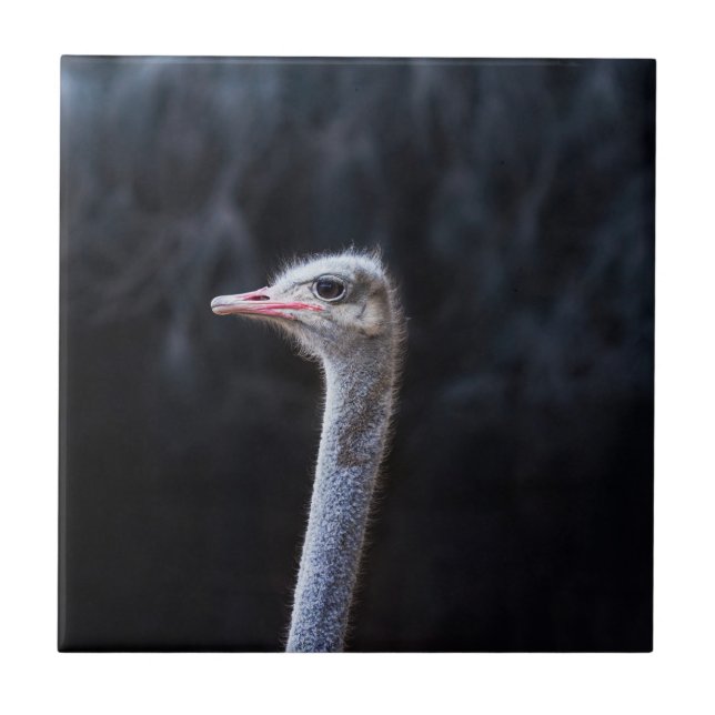 Ostrich Photography Ceramic Tile (Front)