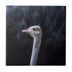 Ostrich Photography Ceramic Tile