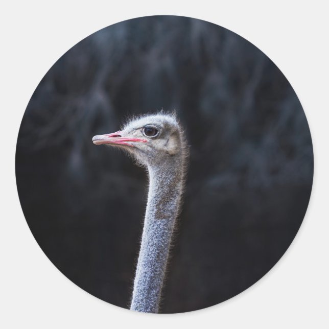 Ostrich Photography Classic Round Sticker (Front)