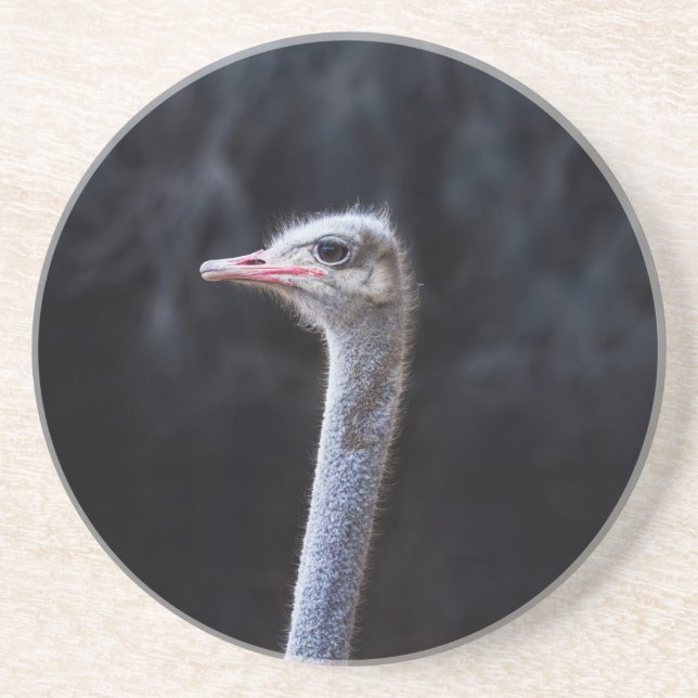 Ostrich Photography Coaster (Front)
