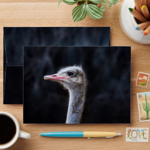 Ostrich Photography Envelope
