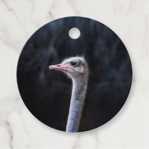 Ostrich Photography Favour Tags