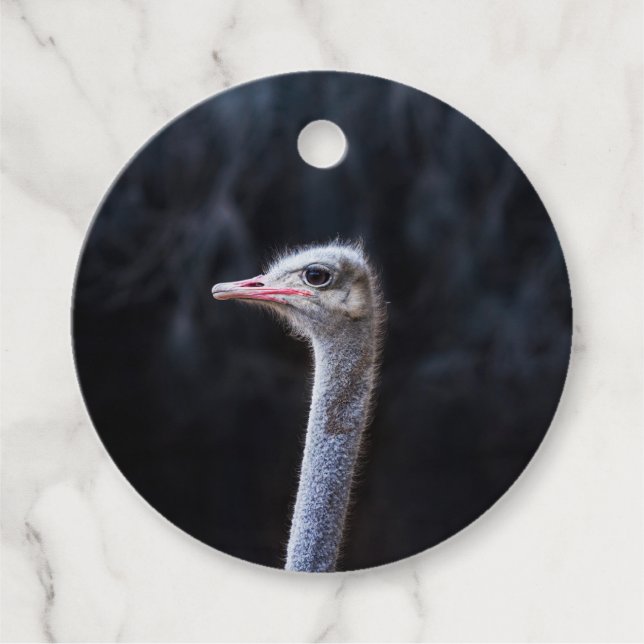 Ostrich Photography Favour Tags (Front)