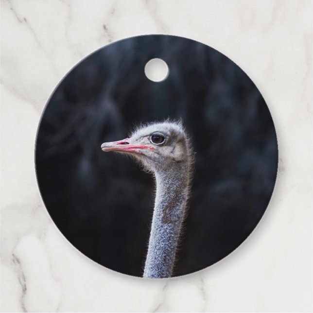 Ostrich Photography Favour Tags (Front)