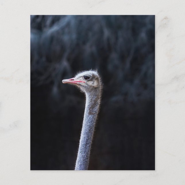 Ostrich Photography Flyer (Front)