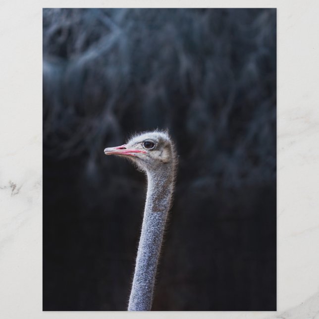 Ostrich Photography Flyer (Front)