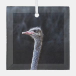Ostrich Photography Glass Tree Decoration
