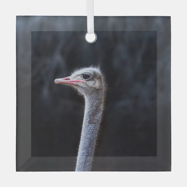 Ostrich Photography Glass Tree Decoration (Front)