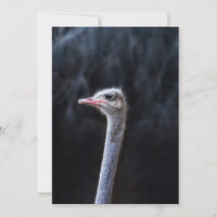 Ostrich Photography