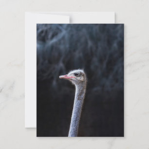 Ostrich Photography Holiday Card