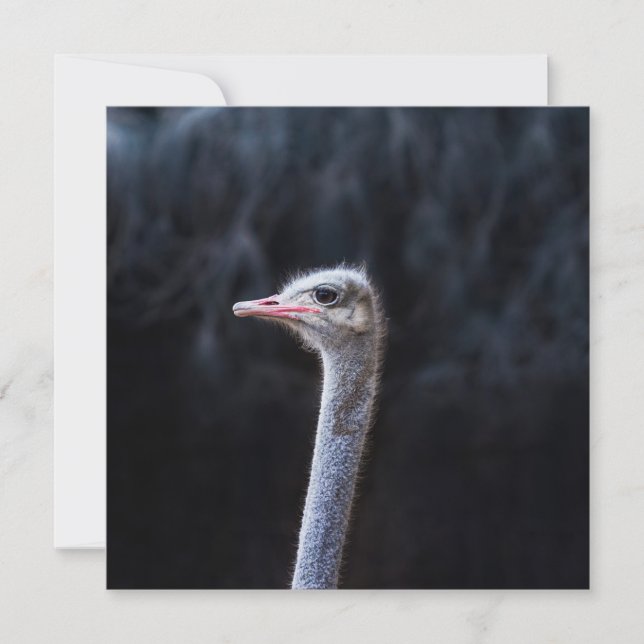 Ostrich Photography Invitation (Front)