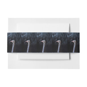 Ostrich Photography Invitation Belly Band