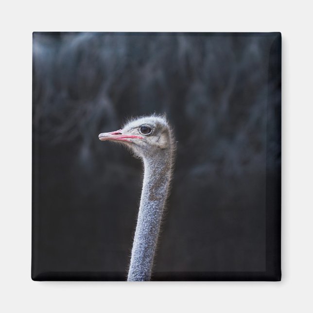 Ostrich Photography Magnet (Front)