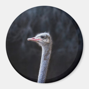 Ostrich Photography Magnet