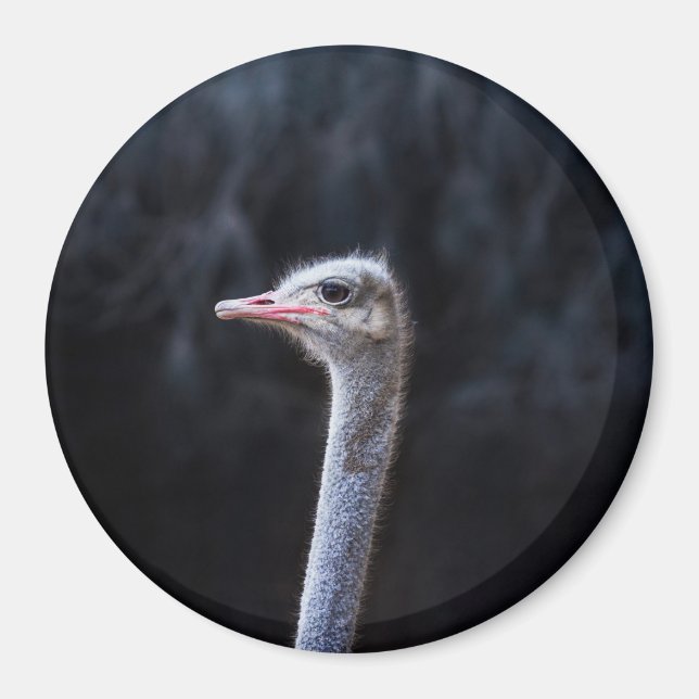 Ostrich Photography Magnet (Front)