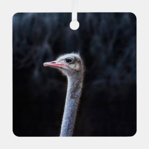 Ostrich Photography Metal Tree Decoration