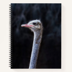 Ostrich Photography Notebook