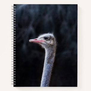 Ostrich Photography Notebook