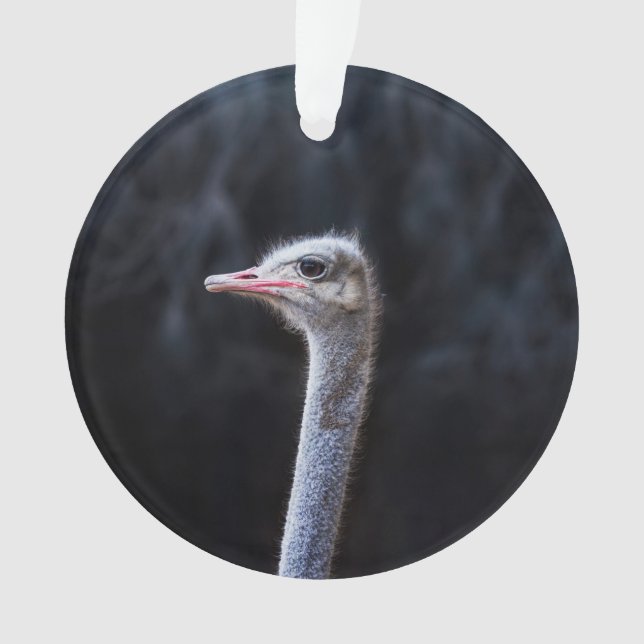 Ostrich Photography Ornament (Front)