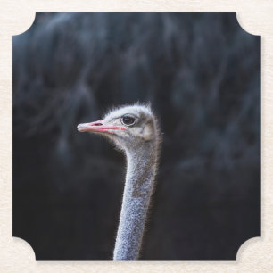 Ostrich Photography Paper Coaster