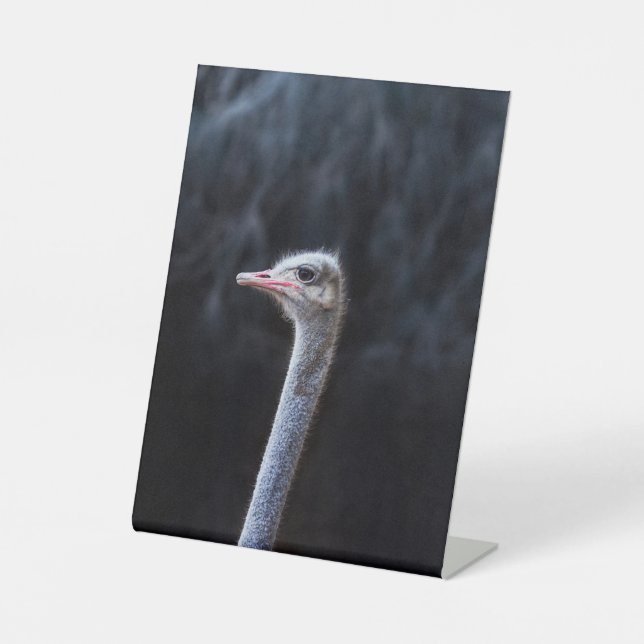 Ostrich Photography Pedestal Sign (Front)