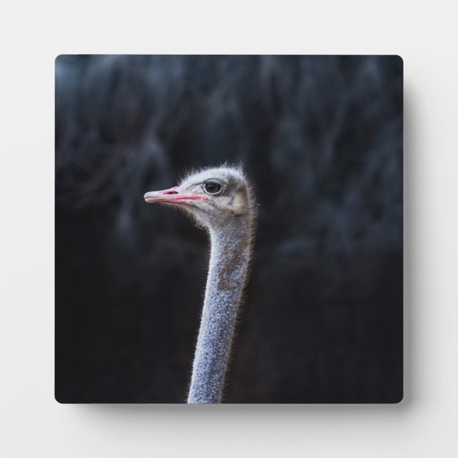 Ostrich Photography Plaque (Front)