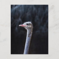 Ostrich Photography